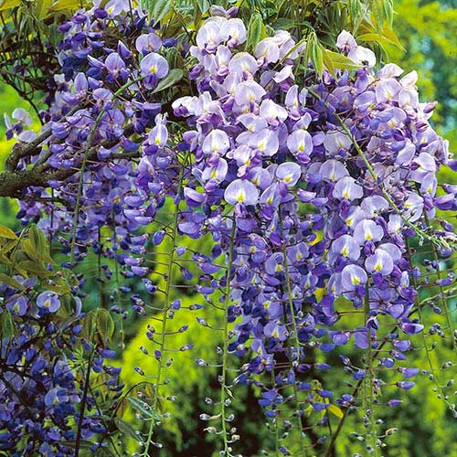 Glycine (Wisteria) Longwood Purple, С2 interface.image 1 interface.art 8239