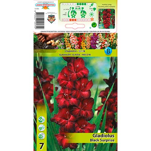 Glaïeul Black Surprise interface.image 1 interface.art 76243