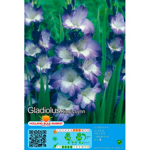 Glaïeul Kings Lynn interface.image 1 interface.art 76445