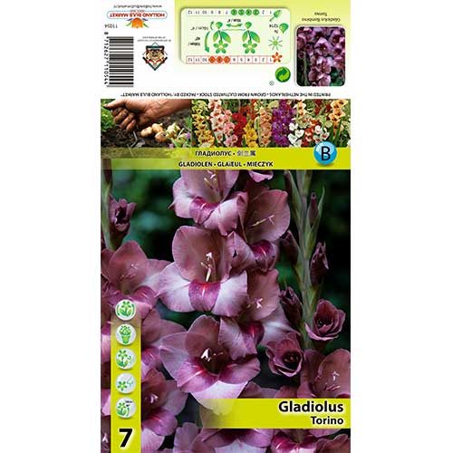 Glaïeul Torino interface.image 1 interface.art 70404