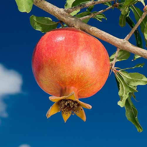 Grenade Wonderful, С2 interface.image 1 interface.art 4868