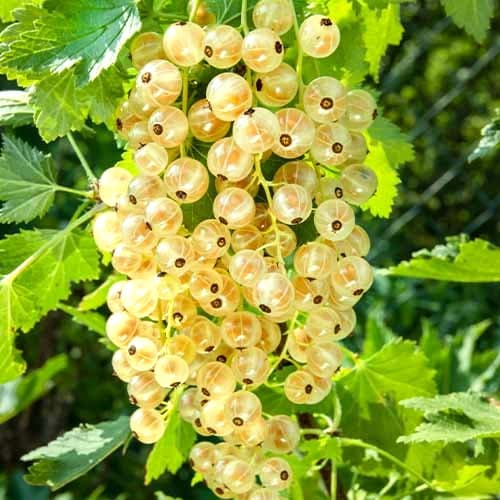 Groseille blanche Versaille, Р9 interface.image 1 interface.art 7562