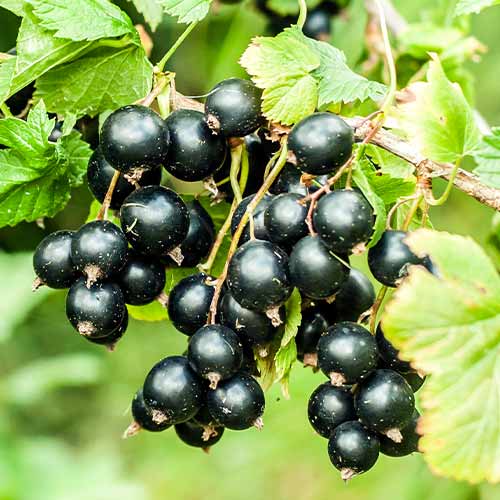 Groseille noir Big Ben, Р9 interface.image 1 interface.art 7575