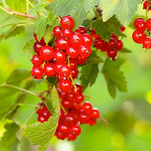 Groseille rouge Rovada, Р9 interface.image 1 interface.art 7570