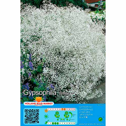 Gypsophile Panicul. White interface.image 1 interface.art 76452