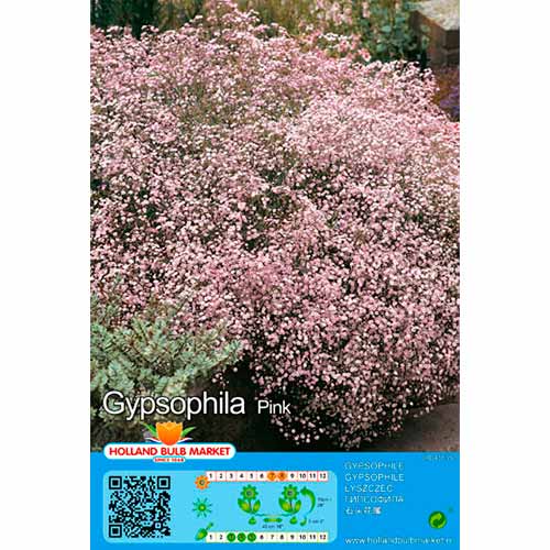 Gypsophile Paniculata Pink interface.image 1 interface.art 76453