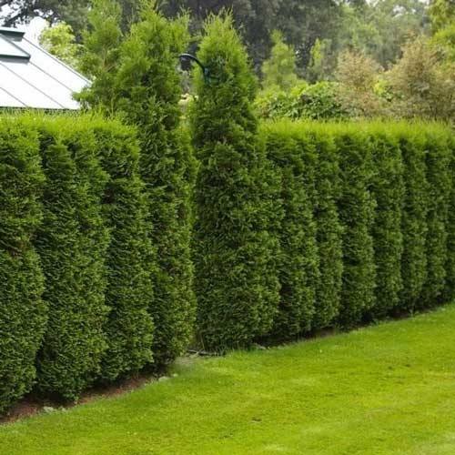 Thuya occidental Columna, C2 interface.image 1 interface.art 9413