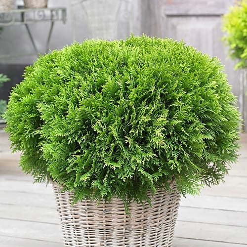 Hérisson occidental (Thuja) Danica, Р9 interface.image 1 interface.art 9466