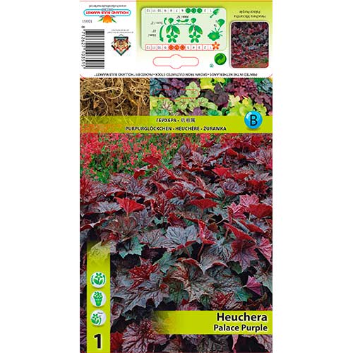 Heuchera Palace Purple interface.image 1 interface.art 76273