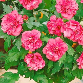 Hibiscus (Hibiscus de Syrie) Duc de Brabant, P9 interface.image 1 interface.art 9021