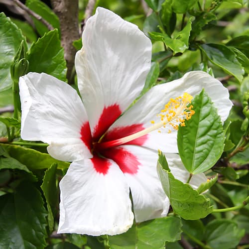 Hibiscus (Syriana syriaca) Red heart, P9 interface.image 1 interface.art 9022
