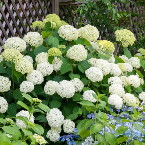 Hortensia buissonnant Annabelle, P9 interface.image 1 interface.art 9025