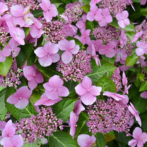 Hortensia de jardin Mariesii Perfecta, C2 interface.image 1 interface.art 5867
