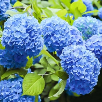 Hortensia de jardin Nikko Blue, P9 interface.image 1 interface.art 9031