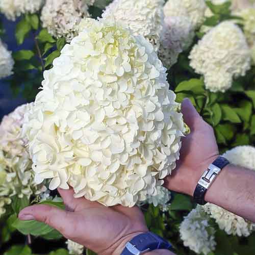 Hortensia en bouquet Hercules PBR, С2 interface.image 1 interface.art 8221