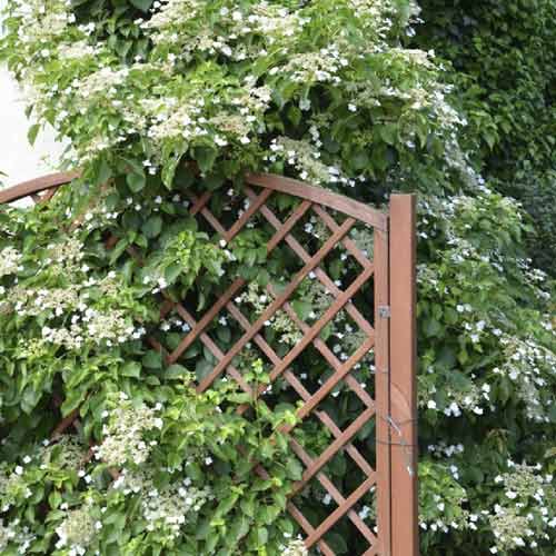 Hortensia grimpant Mirranda, С2 interface.image 1 interface.art 8219