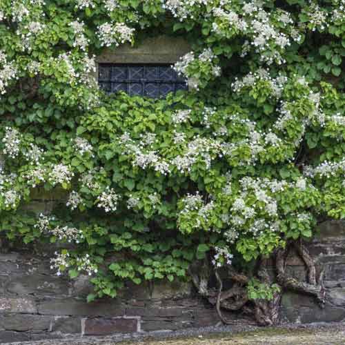 Hortensia grimpant Take a chance ®, С2 interface.image 1 interface.art 8220