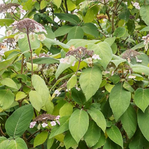 Hydrangea aspera Rosemary Foster, С2 interface.image 1 interface.art 7774