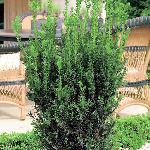 If intermédiaire Hillii interface.image 1 interface.art 9691