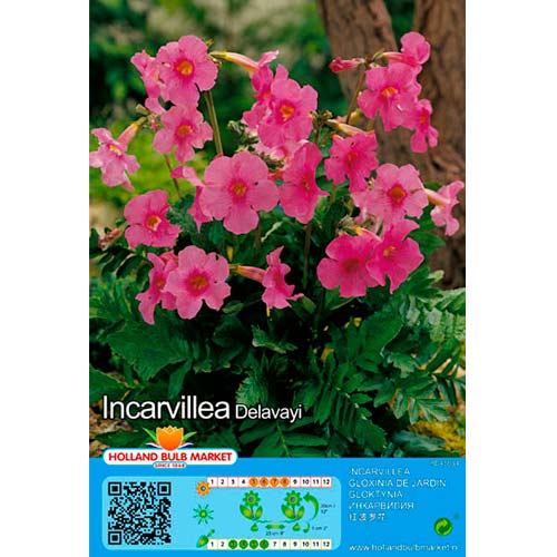 Incarvillea Delavayi interface.image 1 interface.art 76462