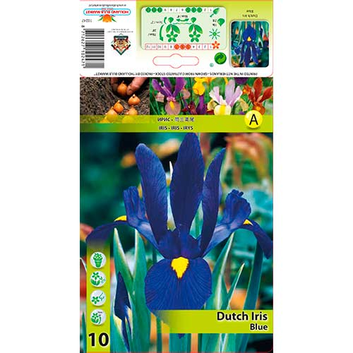 Iris Hollandais Blue interface.image 1 interface.art 67602