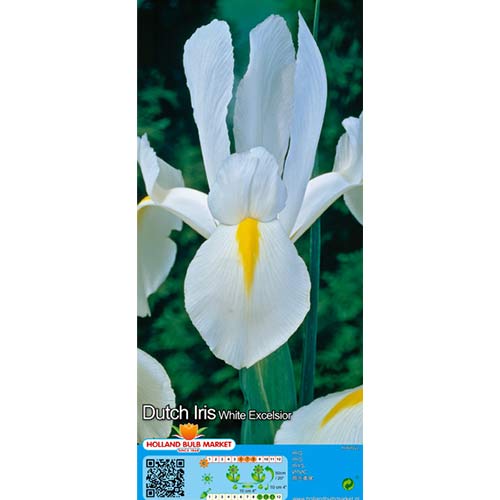 Iris Hollandais White interface.image 1 interface.art 68126