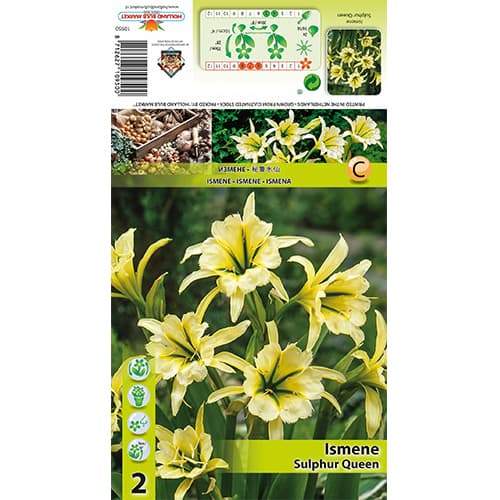 Ismène Sulphur Queen interface.image 1 interface.art 77829