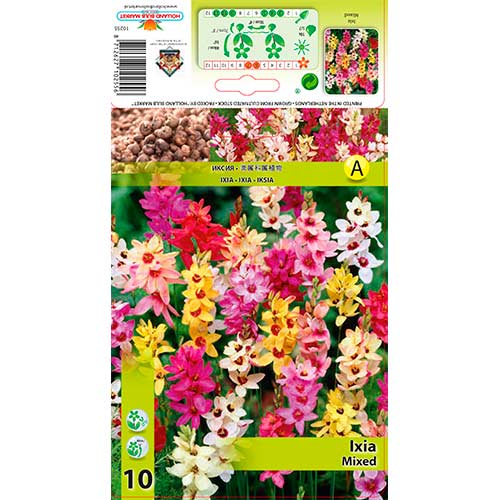 Ixia (Lys de maïs) Mixed interface.image 1 interface.art 76295