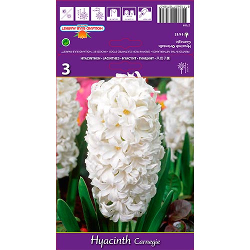 Jacinthe Carnegie interface.image 1 interface.art 67587