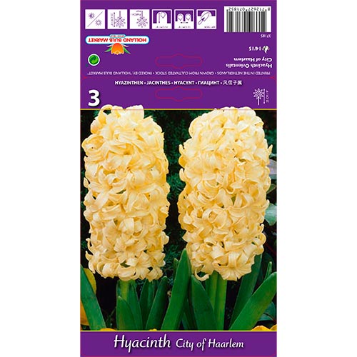 Jacinthe City of Haarlem interface.image 1 interface.art 67594