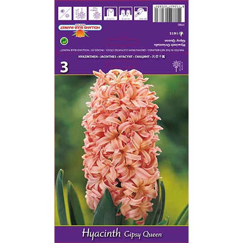 Jacinthe Gipsy Queen interface.image 1 interface.art 67585