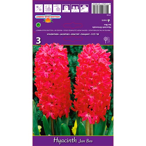 Jacinthe Jan Bos interface.image 1 interface.art 67596