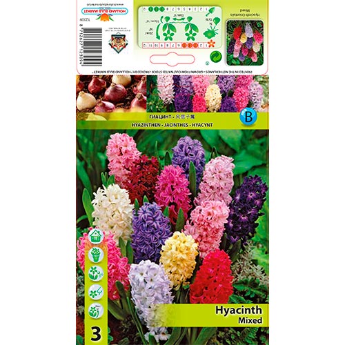 Jacinthe (Hyacinths) Mixed interface.image 1 interface.art 68057