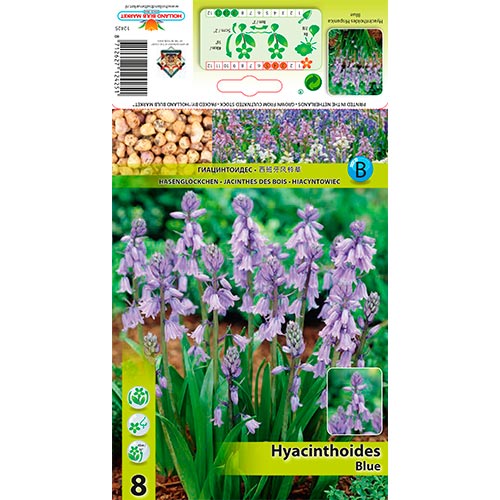 Jacintheoides Hisp. Blue interface.image 1 interface.art 67367