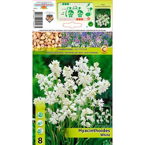 Jacintheoides Hisp. White interface.image 1 interface.art 67370