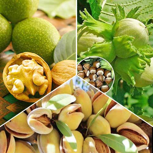 Jeu de noix, 3 semis interface.image 1 interface.art 6944