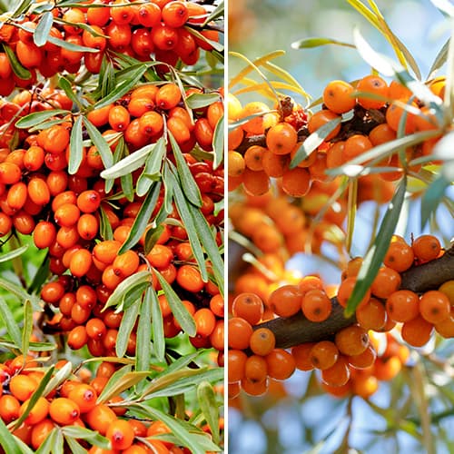 Kit d'argousier, 2 plants interface.image 1 interface.art 5860