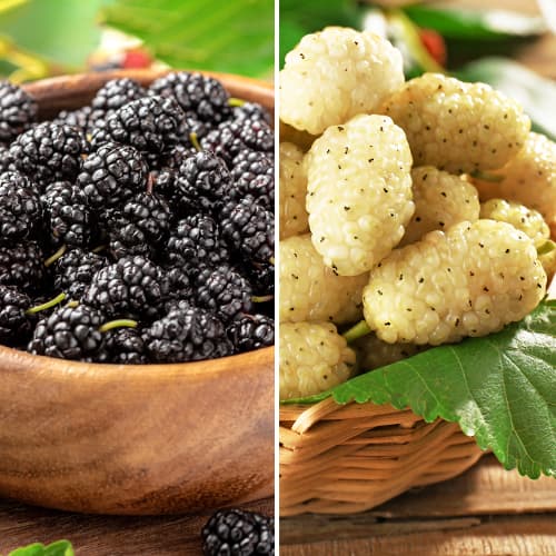 Kit mûrier, 2 plants interface.image 1 interface.art 5861