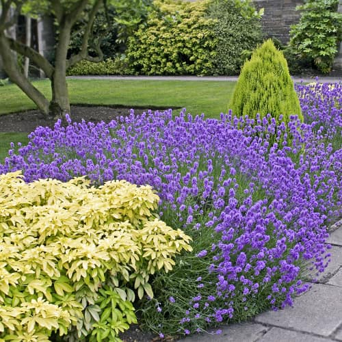 Lavande Dwarf Blue, P9 interface.image 1 interface.art 9069