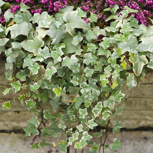 Lierre Bialystock, С2 interface.image 1 interface.art 8217