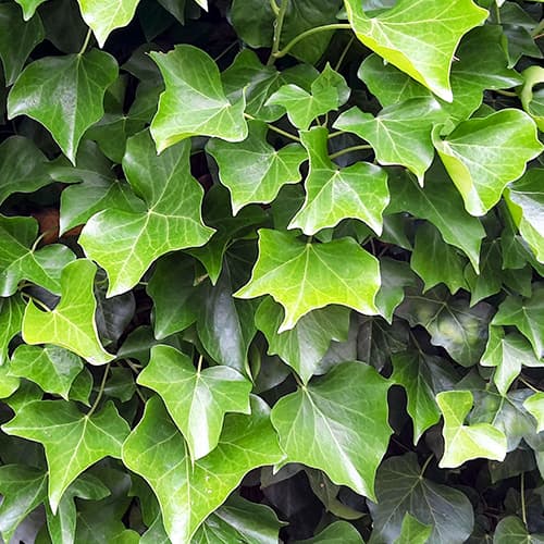 Lierre irlandais, P9 interface.image 1 interface.art 9081