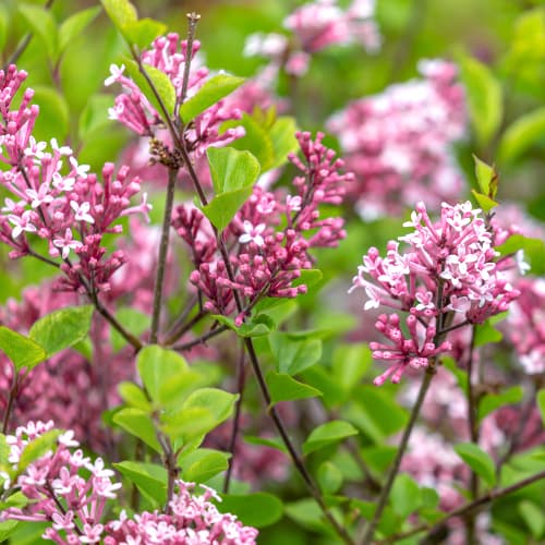 Lilas Red Pixie, C2 interface.image 1 interface.art 4803