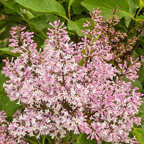 Lilas (Sureau) Miss Kim, P9 interface.image 1 interface.art 9161