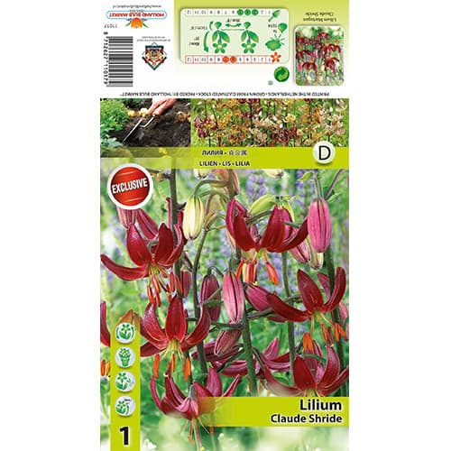 Lis Claude Shride interface.image 1 interface.art 77822