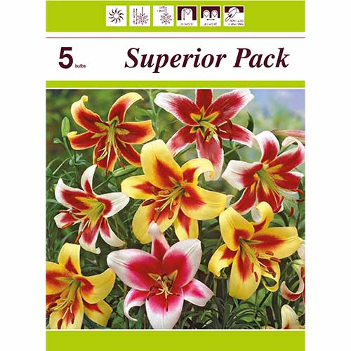 Lis géant, lot de 5 variétés interface.image 1 interface.art 76474