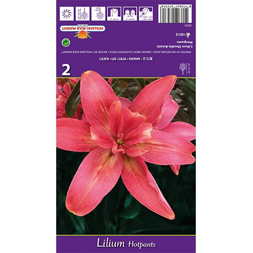 Lis Hotpants interface.image 1 interface.art 77837