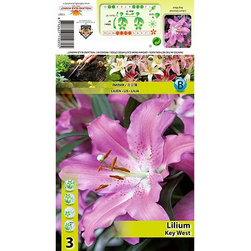 Lis Key West interface.image 1 interface.art 70433