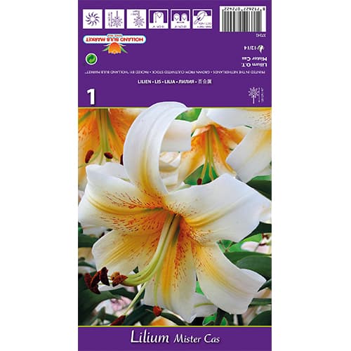 Lis Mister Cas interface.image 1 interface.art 77841