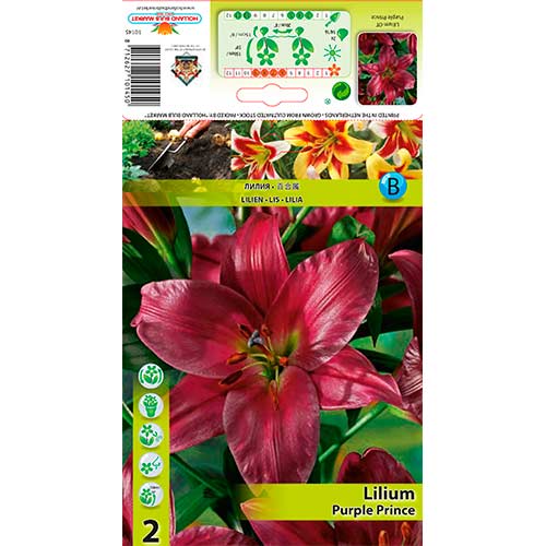 Lis Purple Prince interface.image 1 interface.art 76319