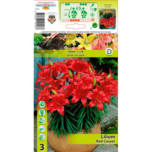 Lis Red Carpet interface.image 1 interface.art 76320